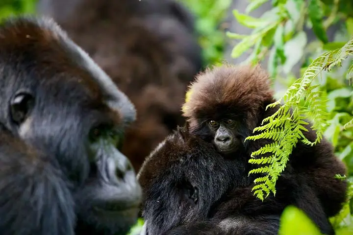 gorilla virunga